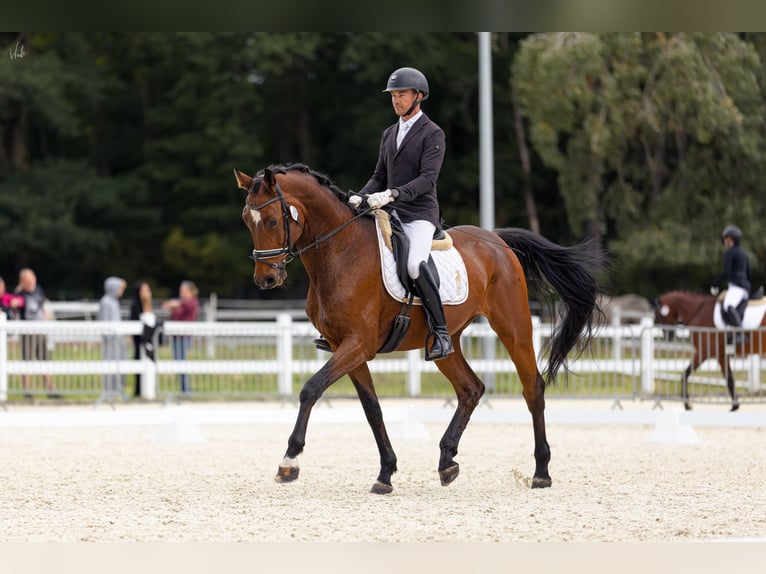 Oldenburger Springpferd Wallach 7 Jahre 175 cm Rotbrauner in Kościno