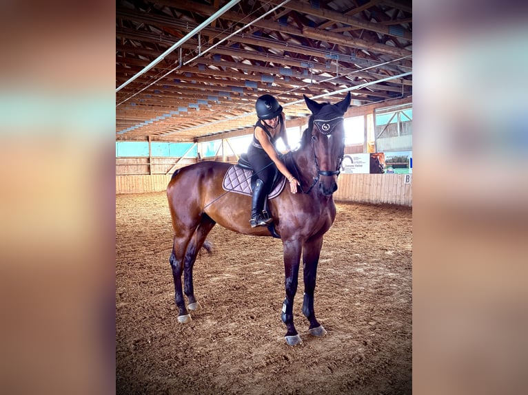 Oldenburger Springpferd Wallach 7 Jahre 180 cm Dunkelbrauner in Peiting