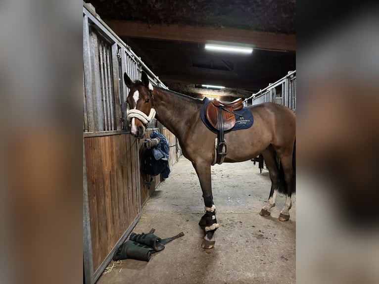 Oldenburger Springpferd Wallach 7 Jahre Brauner in EmsbürenEmsbüren