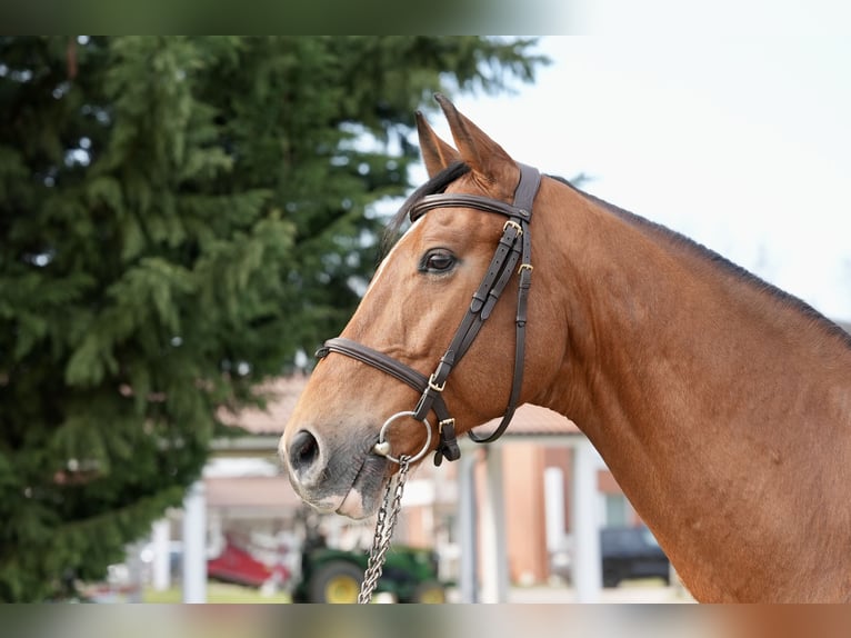 Oldenburger Springpferd Wallach 7 Jahre Brauner in Z&#xFC;lpich