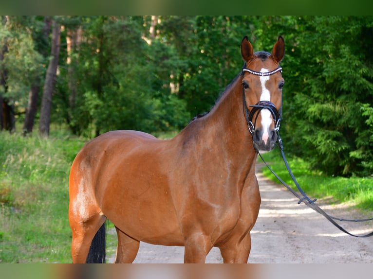 Oldenburger Springpferd Wallach 8 Jahre 160 cm Brauner in Zossen