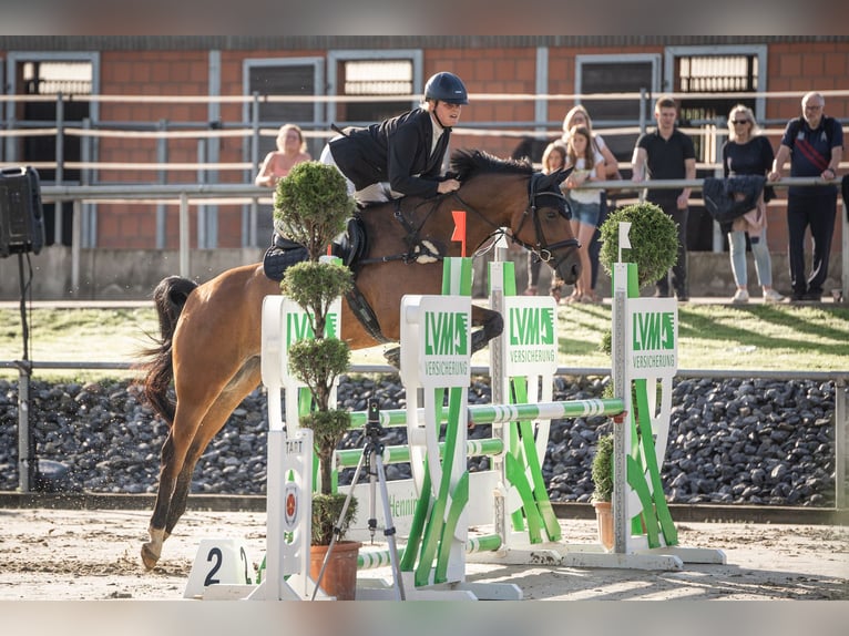 Oldenburger Springpferd Wallach 8 Jahre 165 cm Brauner in Oerlinghausen
