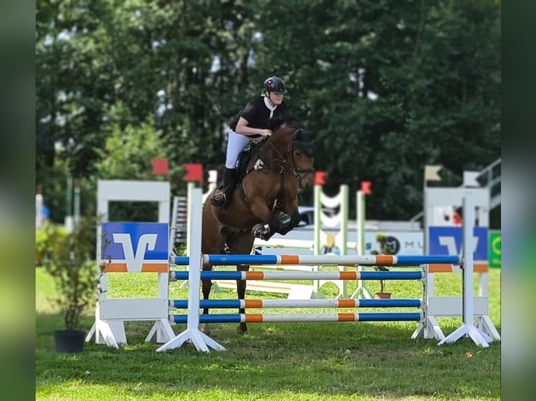 Oldenburger Springpferd Wallach 8 Jahre 165 cm Brauner in Oerlinghausen