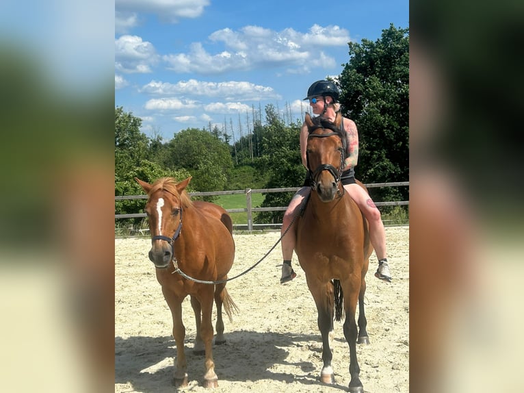 Oldenburger Springpferd Wallach 8 Jahre 165 cm Brauner in Oerlinghausen