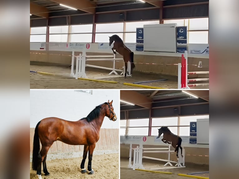 Oldenburger Springpferd Wallach 8 Jahre 165 cm Brauner in Oerlinghausen