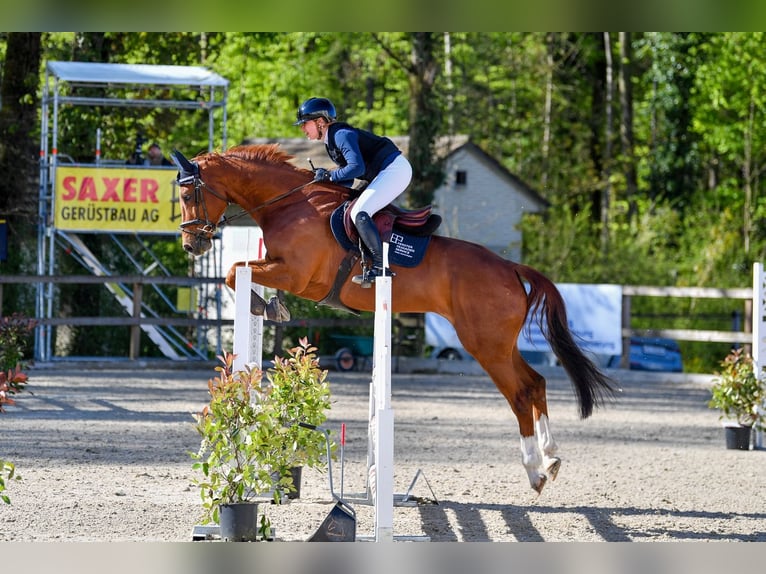 Oldenburger Springpferd Wallach 8 Jahre 165 cm Fuchs in Höchst