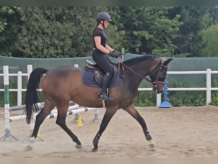 Oldenburger Springpferd Wallach 8 Jahre 167 cm in Stra&#xDF; im Stra&#xDF;ertale