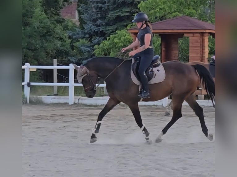 Oldenburger Springpferd Wallach 8 Jahre 167 cm in Stra&#xDF; im Stra&#xDF;ertale