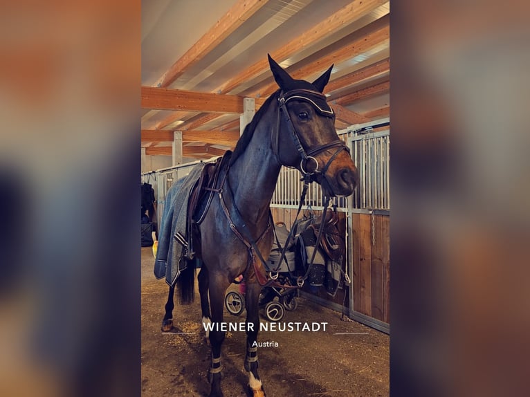 Oldenburger Springpferd Wallach 8 Jahre 167 cm in Stra&#xDF; im Stra&#xDF;ertale