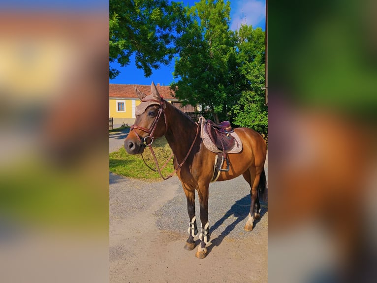 Oldenburger Springpferd Wallach 8 Jahre 167 cm in Stra&#xDF; im Stra&#xDF;ertale