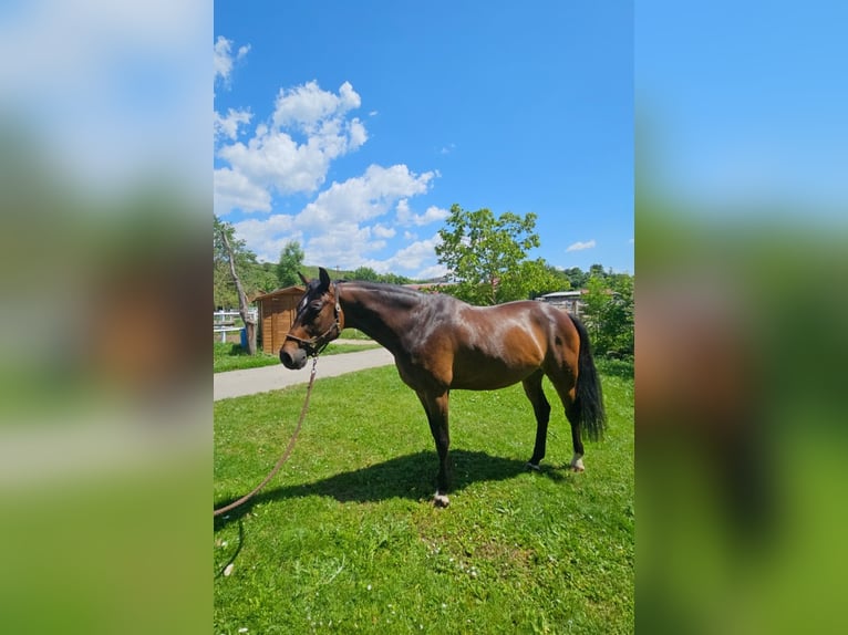 Oldenburger Springpferd Wallach 8 Jahre 167 cm in Stra&#xDF; im Stra&#xDF;ertale