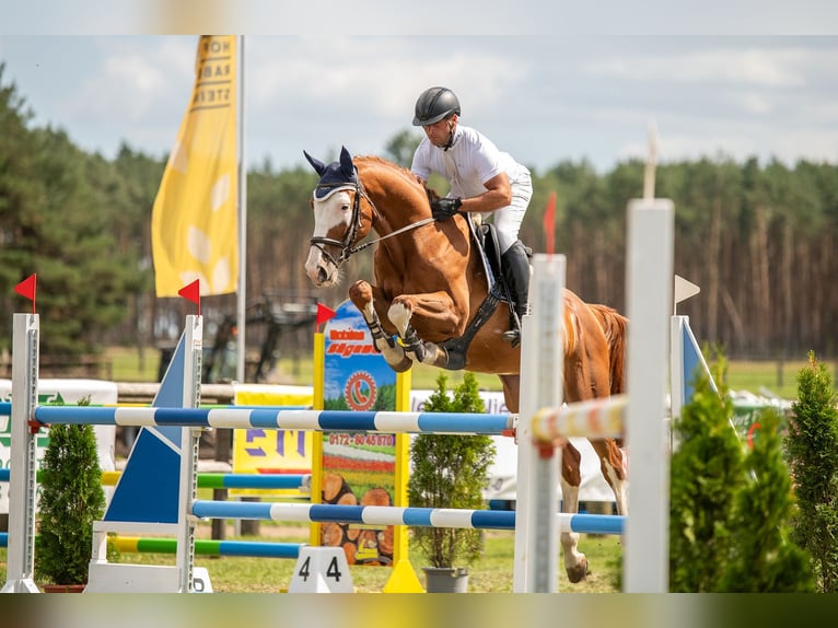 Oldenburger Springpferd Wallach 8 Jahre 167 cm Fuchs in Löbnitz