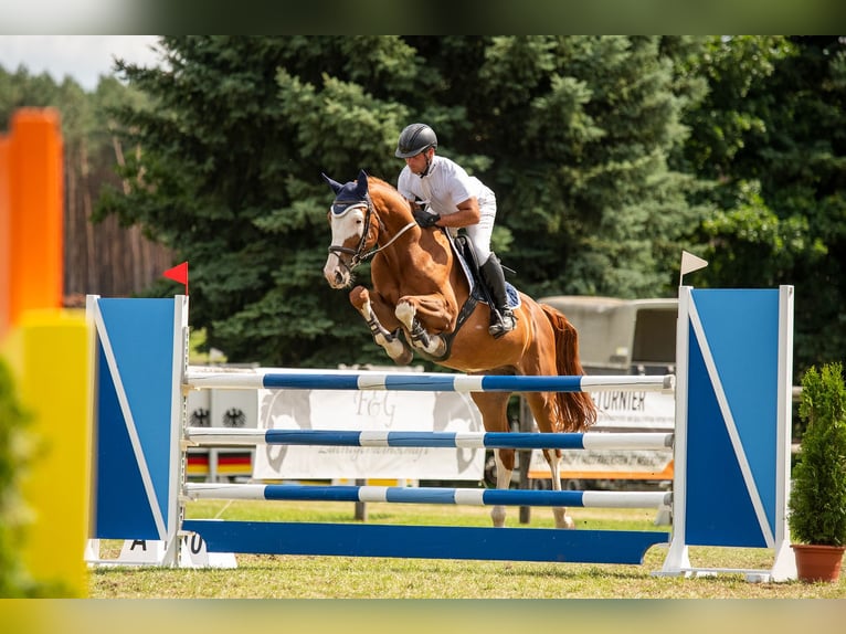 Oldenburger Springpferd Wallach 8 Jahre 167 cm Fuchs in Löbnitz