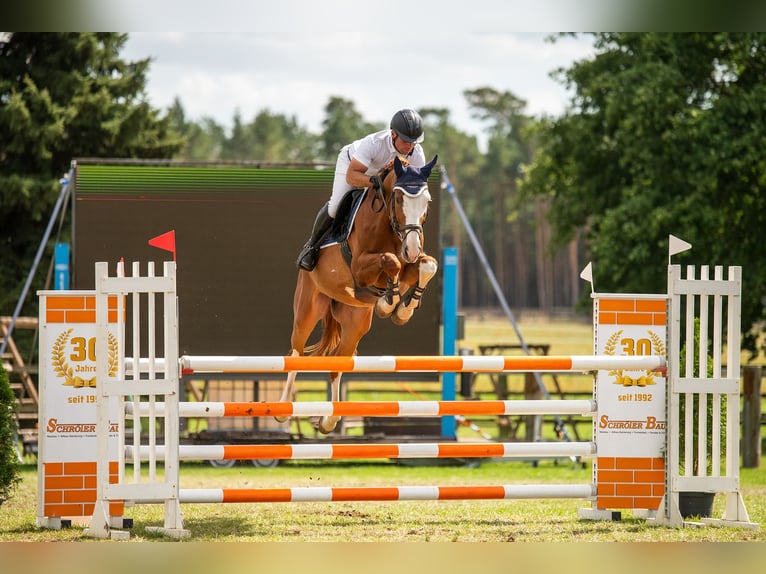 Oldenburger Springpferd Wallach 8 Jahre 167 cm Fuchs in Löbnitz