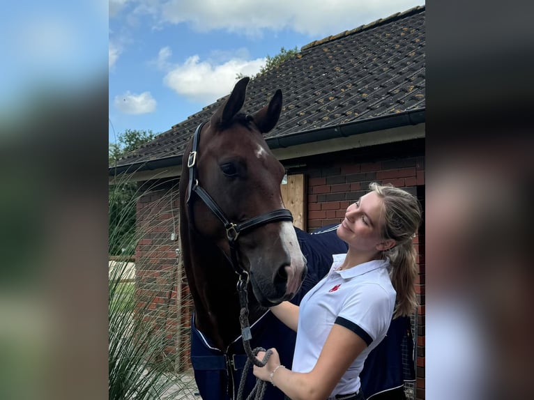 Oldenburger Springpferd Wallach 8 Jahre 168 cm Brauner in Südbrookmerland Victorbur