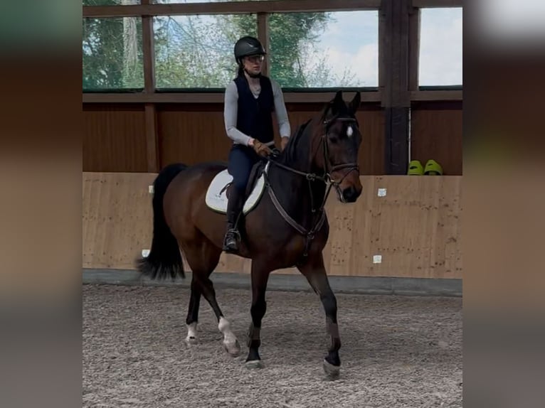 Oldenburger Springpferd Wallach 8 Jahre 169 cm Dunkelbrauner in Neu-Ulm
