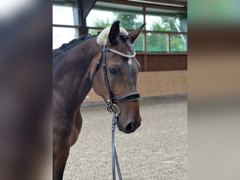 Oldenburger Springpferd Wallach 8 Jahre 169 cm Dunkelbrauner in Neu-Ulm