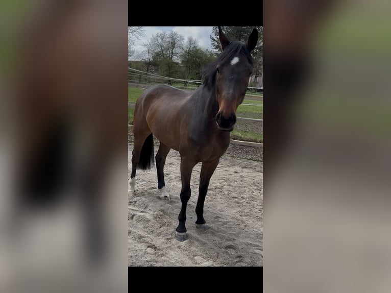 Oldenburger Springpferd Wallach 8 Jahre 169 cm Dunkelbrauner in Neu-Ulm