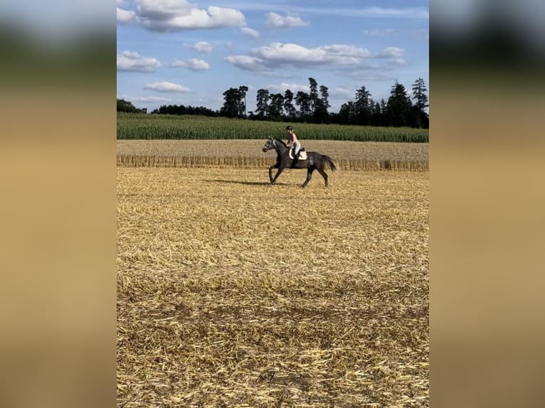 Oldenburger Springpferd Wallach 8 Jahre 170 cm Apfelschimmel in Breitenbrunn