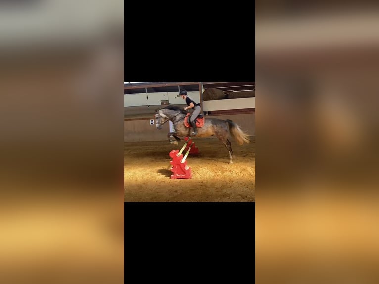 Oldenburger Springpferd Wallach 8 Jahre 170 cm Apfelschimmel in Breitenbrunn