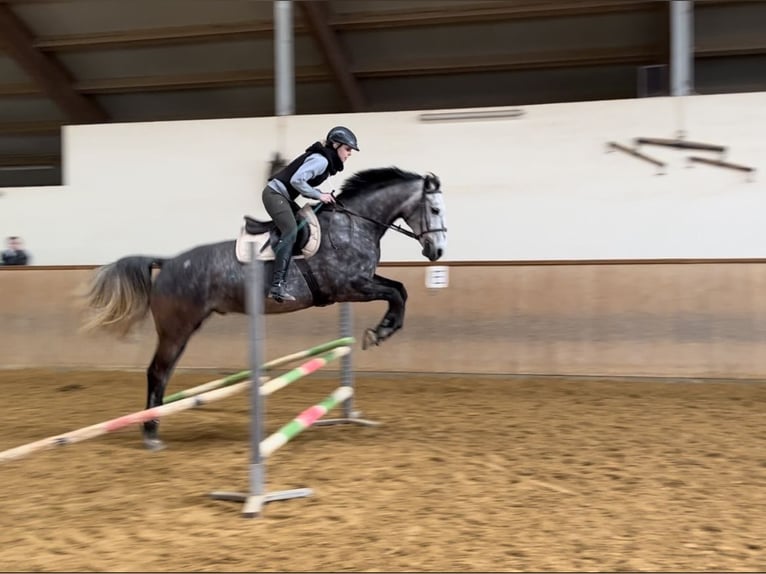 Oldenburger Springpferd Wallach 8 Jahre 170 cm Rappschimmel in Breitenbrunn