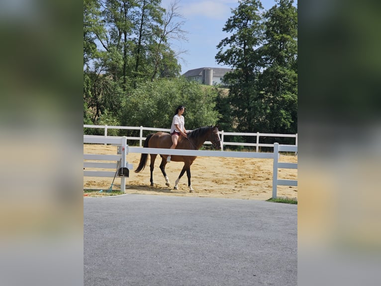 Oldenburger Springpferd Wallach 8 Jahre 172 cm Brauner in Neubau