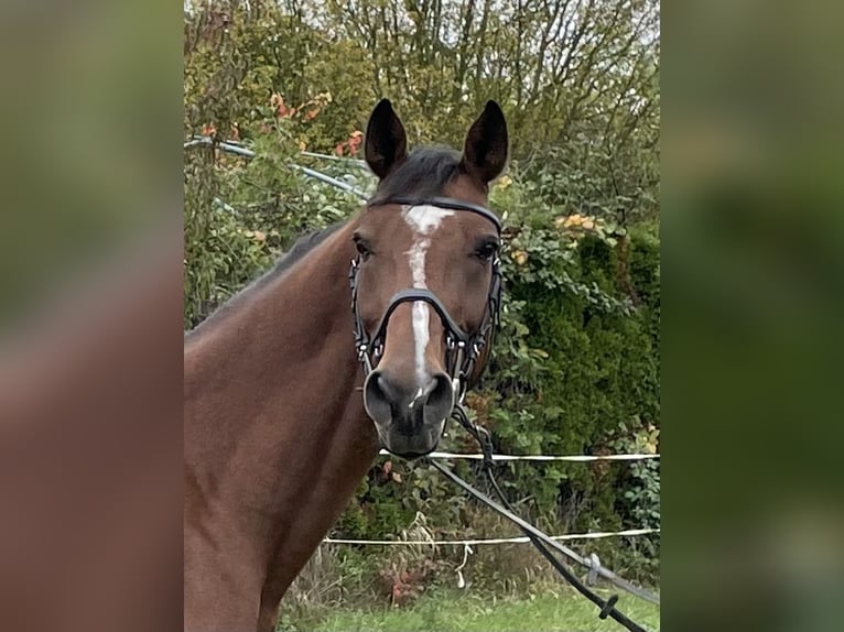 Oldenburger Springpferd Wallach 8 Jahre 172 cm Brauner in Burgbernheim