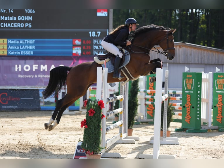 Oldenburger Springpferd Wallach 8 Jahre 172 cm Brauner in Schlins