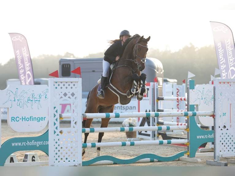 Oldenburger Springpferd Wallach 8 Jahre 172 cm Brauner in Schlins