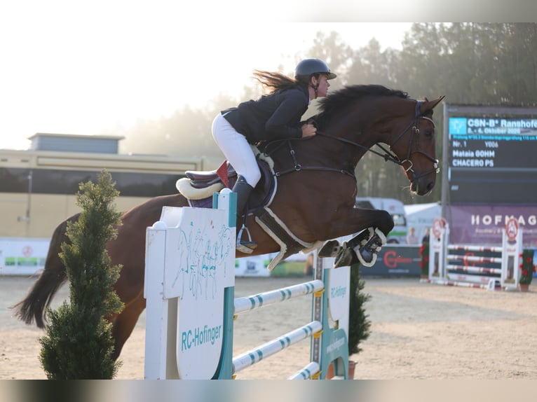 Oldenburger Springpferd Wallach 8 Jahre 172 cm Brauner in Schlins