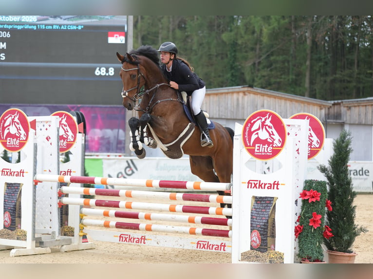Oldenburger Springpferd Wallach 8 Jahre 172 cm Brauner in Schlins