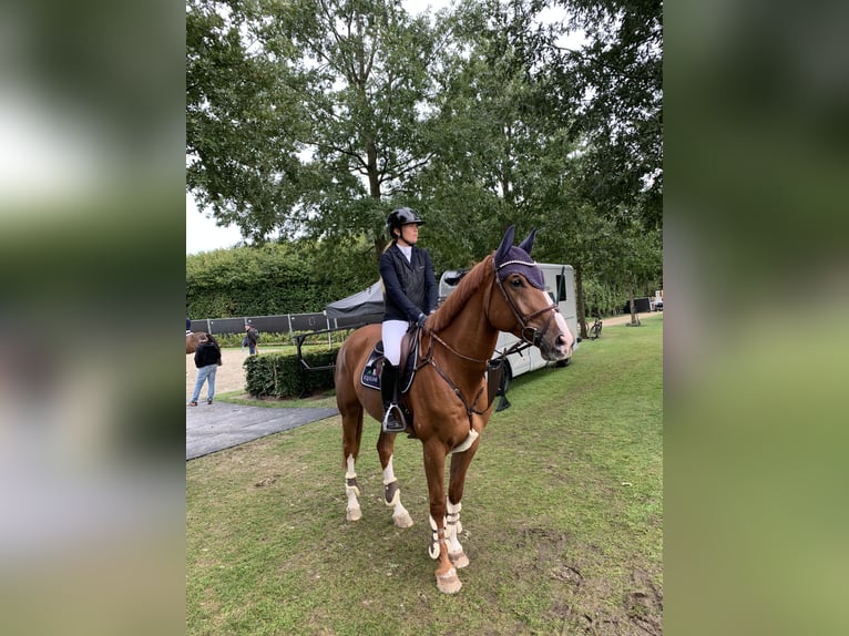 Oldenburger Springpferd Wallach 8 Jahre 172 cm Fuchs in Schulendorf