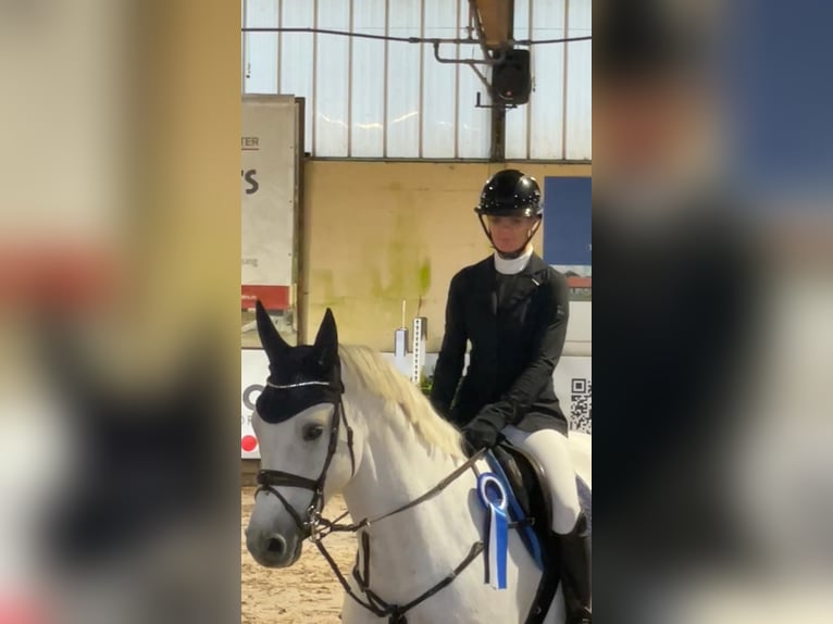 Oldenburger Springpferd Wallach 8 Jahre 172 cm Schimmel in WardenburgWardenburg