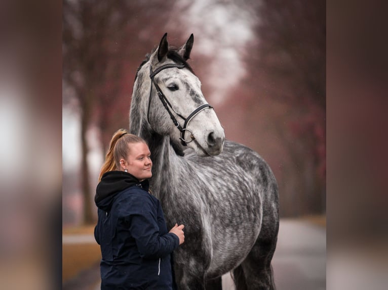 Oldenburger Springpferd Wallach 8 Jahre 175 cm Schimmel in Dickel