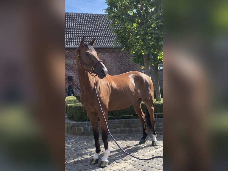 Oldenburger Springpferd Wallach 8 Jahre 177 cm Brauner in Viersen