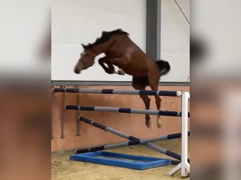 Oldenburger Springpferd Wallach 8 Jahre 177 cm Brauner in ViersenViersen