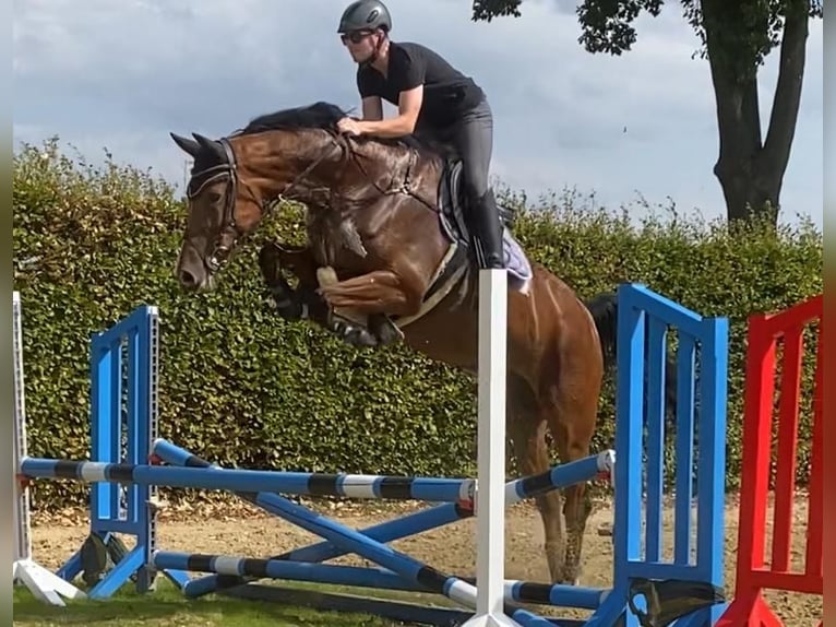Oldenburger Springpferd Wallach 8 Jahre 177 cm Brauner in Viersen