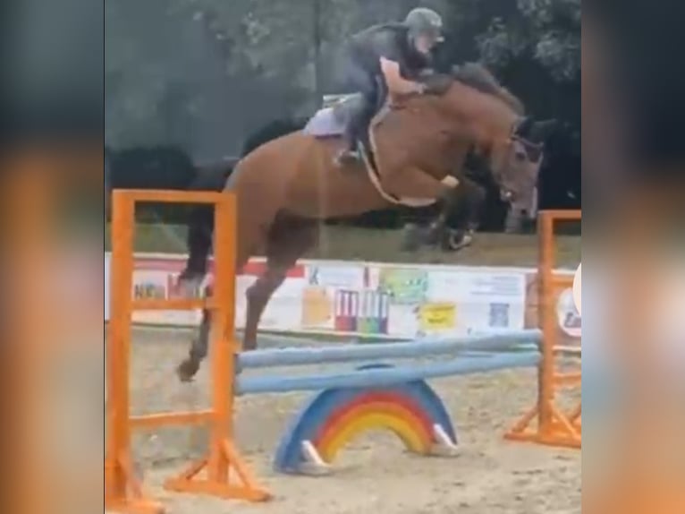 Oldenburger Springpferd Wallach 8 Jahre 177 cm Brauner in Viersen