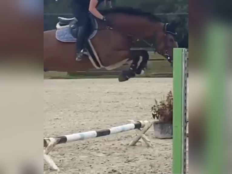 Oldenburger Springpferd Wallach 8 Jahre 177 cm Brauner in Viersen