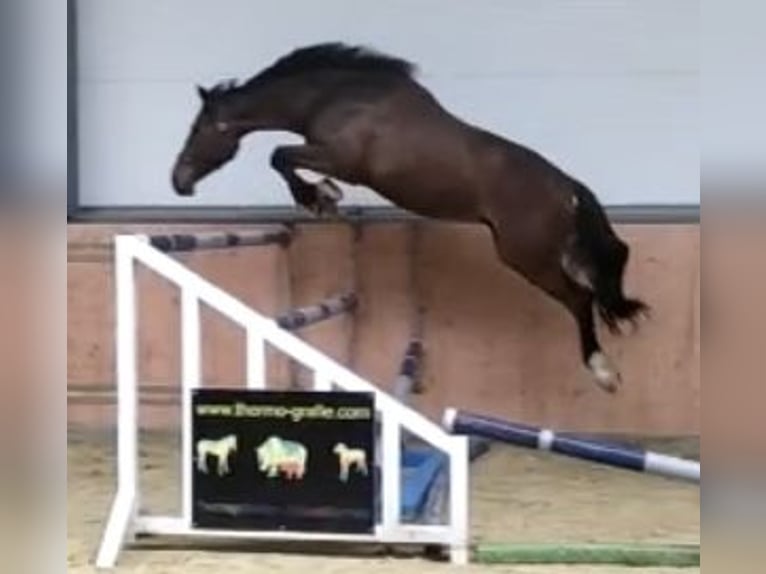 Oldenburger Springpferd Wallach 8 Jahre 178 cm Brauner in Viersen