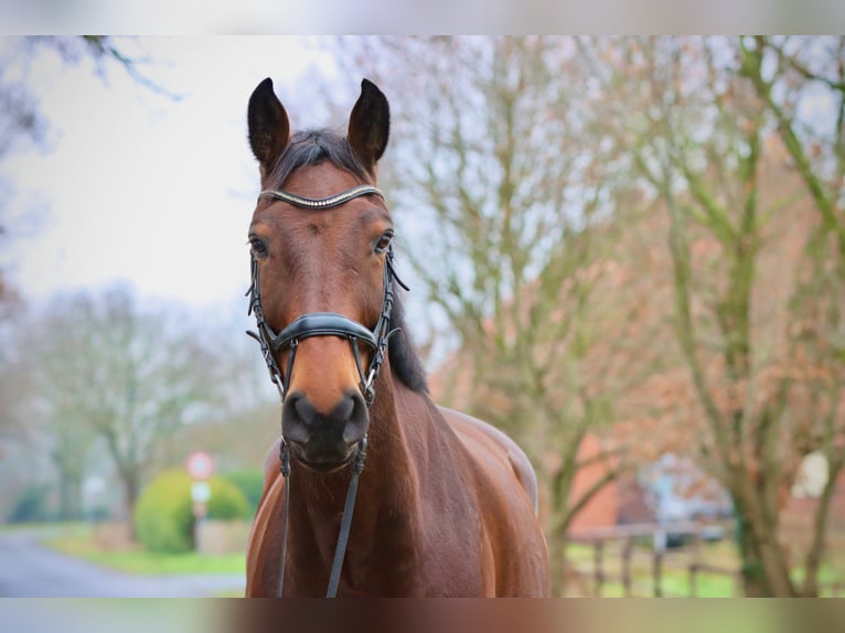 Oldenburger Springpferd Wallach 8 Jahre 185 cm Brauner in Syke