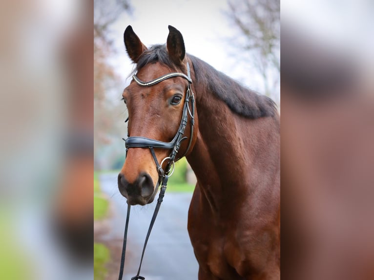 Oldenburger Springpferd Wallach 8 Jahre 185 cm Brauner in Syke