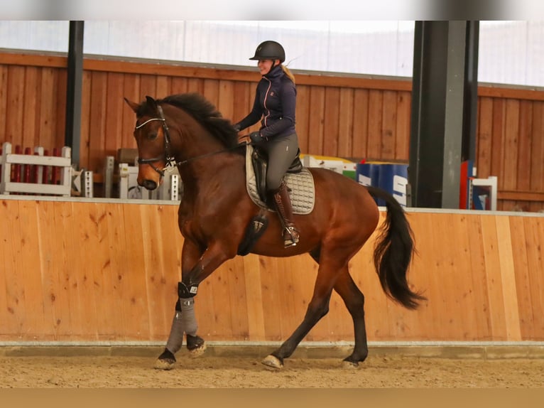 Oldenburger Springpferd Wallach 8 Jahre 185 cm Brauner in Syke