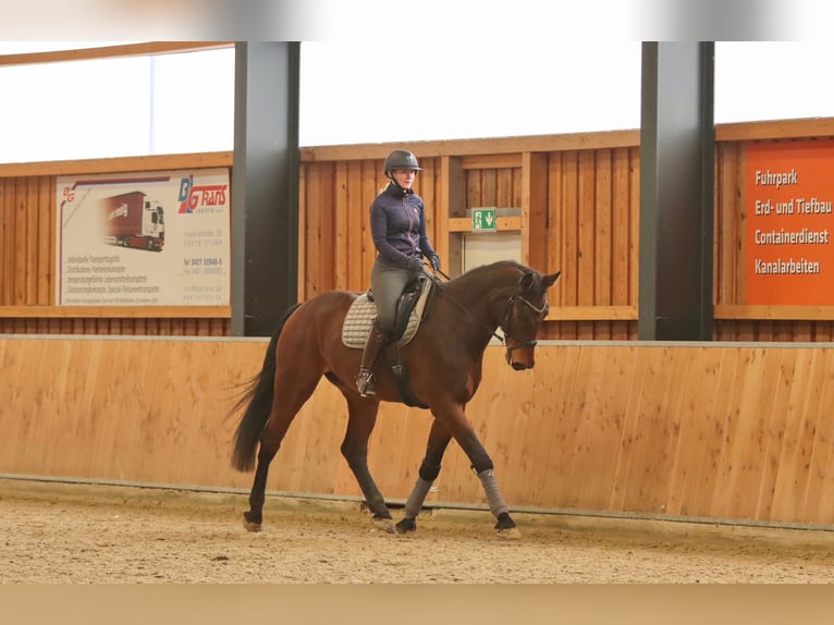 Oldenburger Springpferd Wallach 8 Jahre 185 cm Brauner in Syke