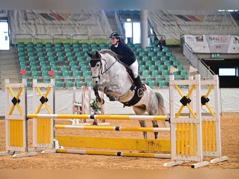 Oldenburger Springpferd Wallach 8 Jahre Schimmel in Wächtersbach