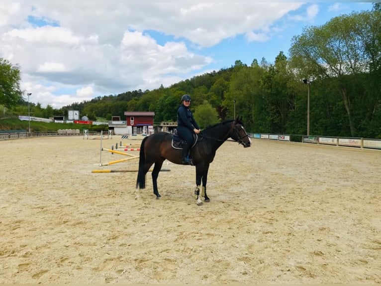 Oldenburger Springpferd Wallach 9 Jahre 165 cm Dunkelbrauner in G&#xF6;ttingen