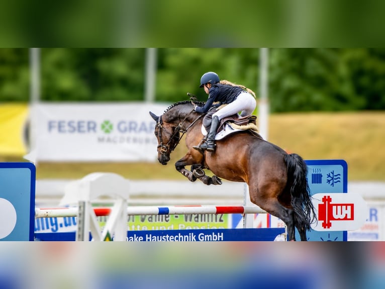 Oldenburger Springpferd Wallach 9 Jahre 166 cm Brauner in Mücheln (Geiseltal)