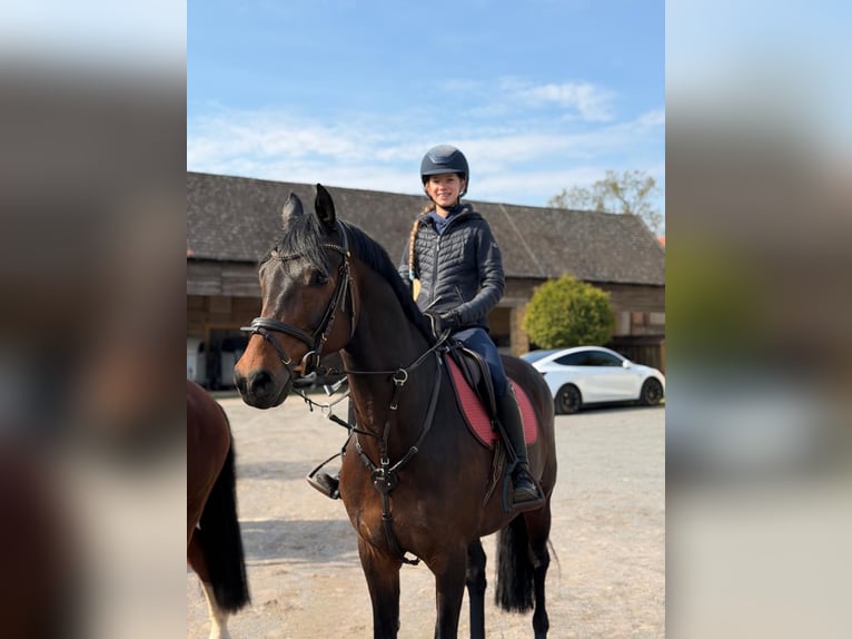 Oldenburger Springpferd Wallach 9 Jahre 166 cm Brauner in Mücheln (Geiseltal)