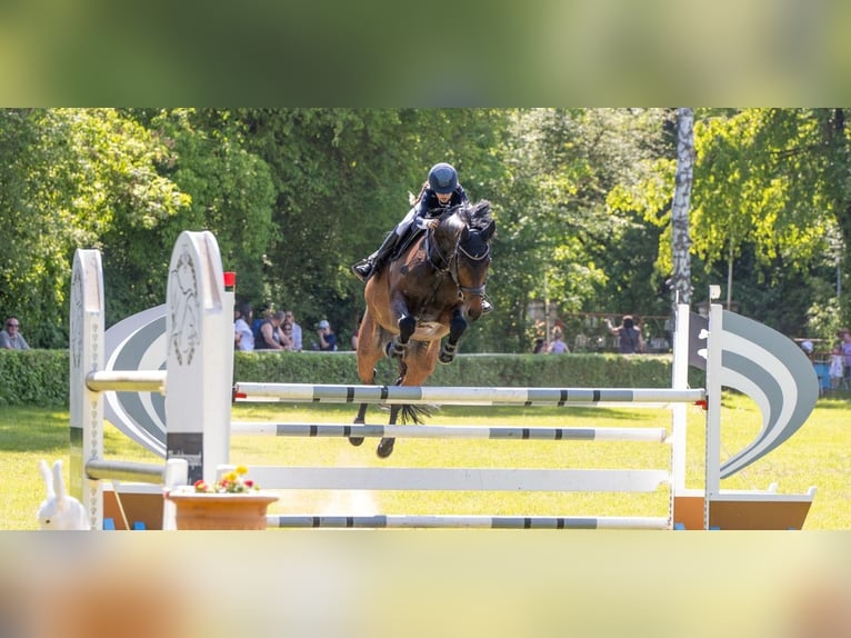 Oldenburger Springpferd Wallach 9 Jahre 166 cm Brauner in Mücheln (Geiseltal)