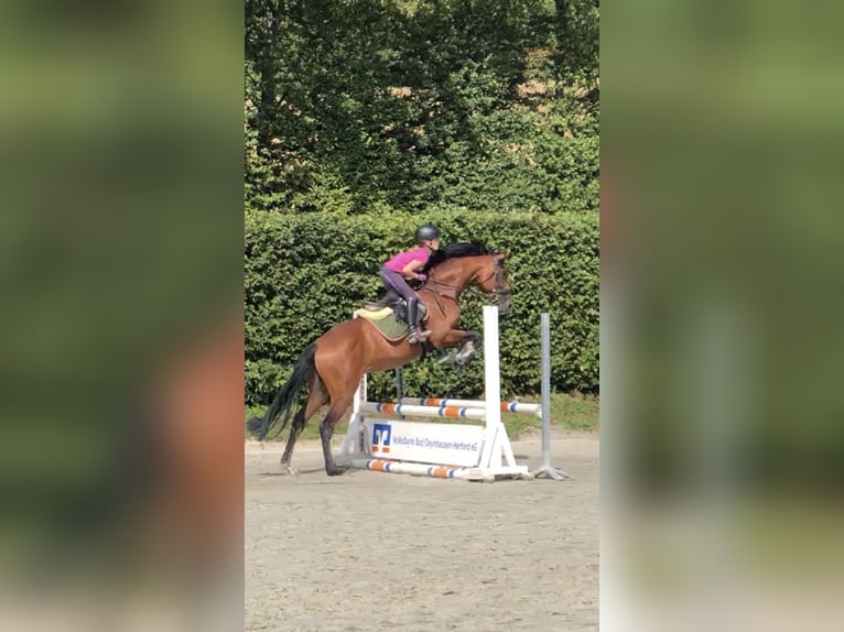 Oldenburger Springpferd Wallach 9 Jahre 166 cm Brauner in Kalletal